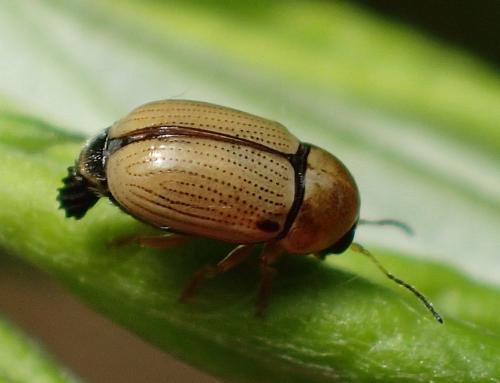 Réf. 186 532 : Cryptocephalus fulvus